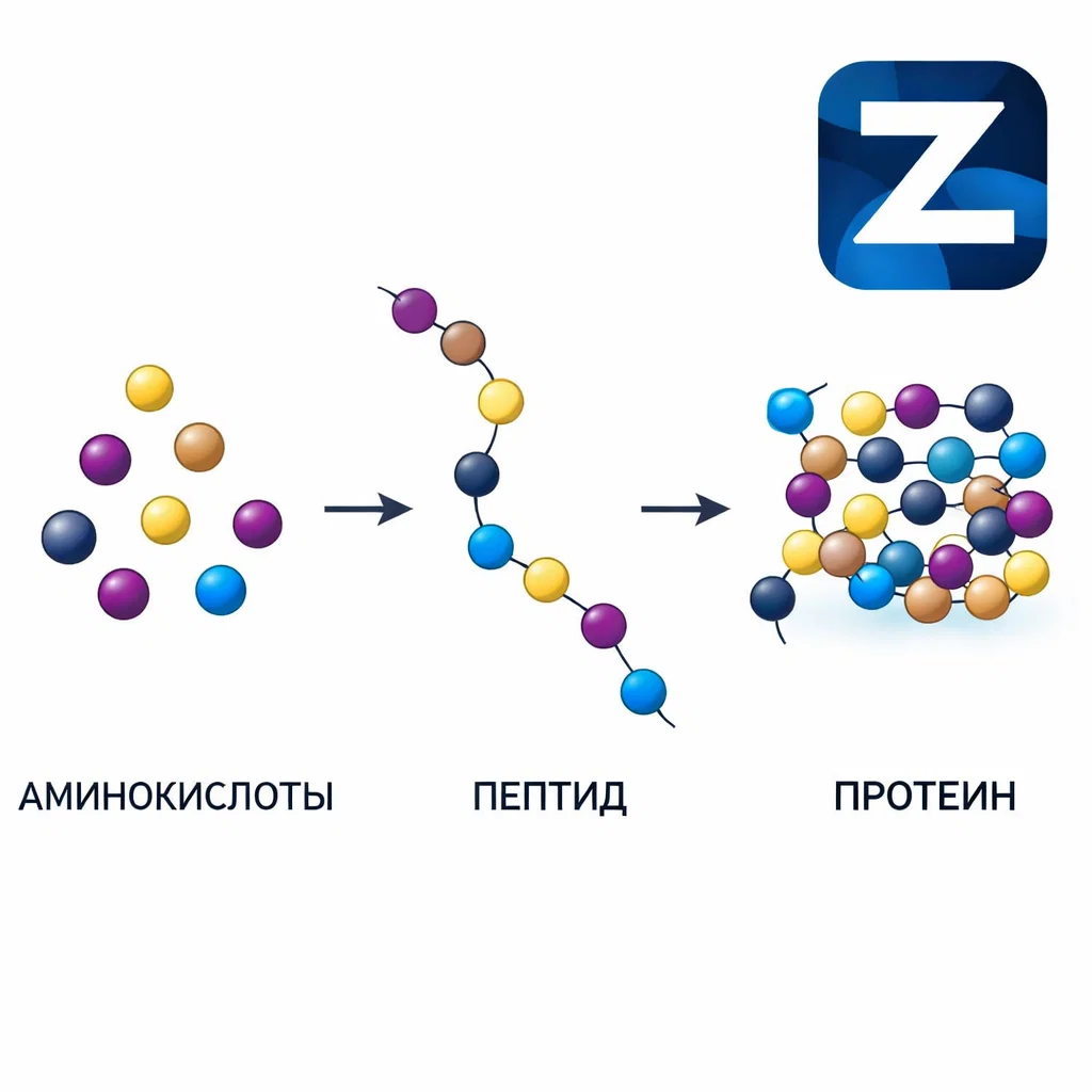 Общая информация о пептидах